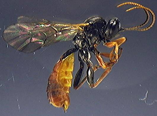 Ichneumonidae 29